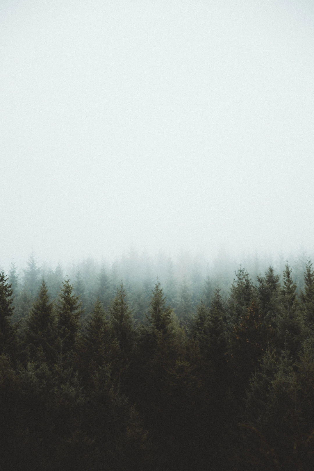 Art and Nature A Pathway to Mental Wellness