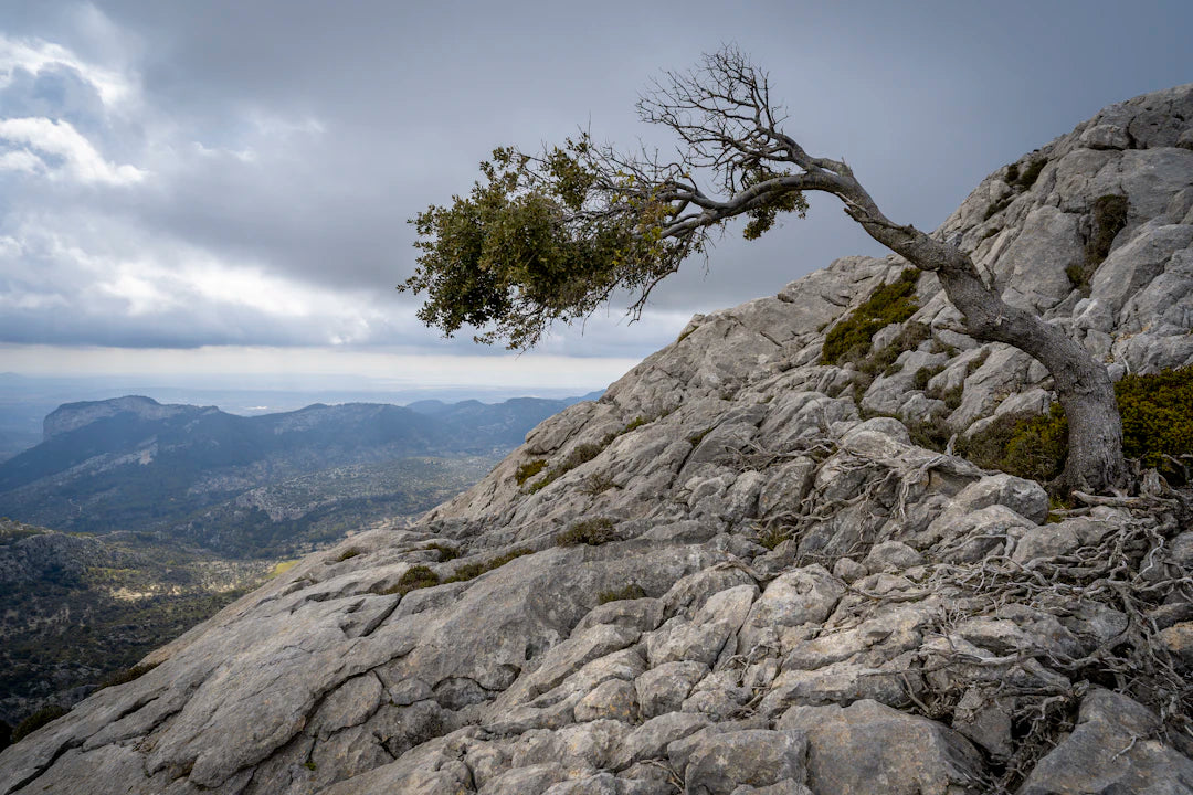 The Power of Creativity in Overcoming Adversity