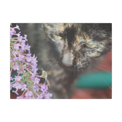 Canvas Print - Curious Cat with Bee